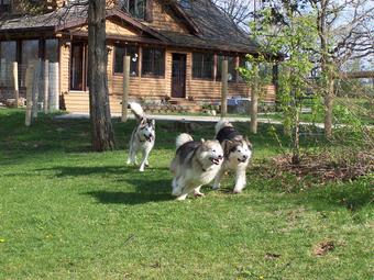 Log clearance cabin malamutes